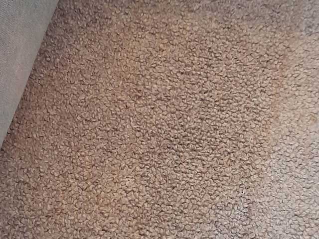 Blood and vomit deposits on a pure wool fibre carpet - After