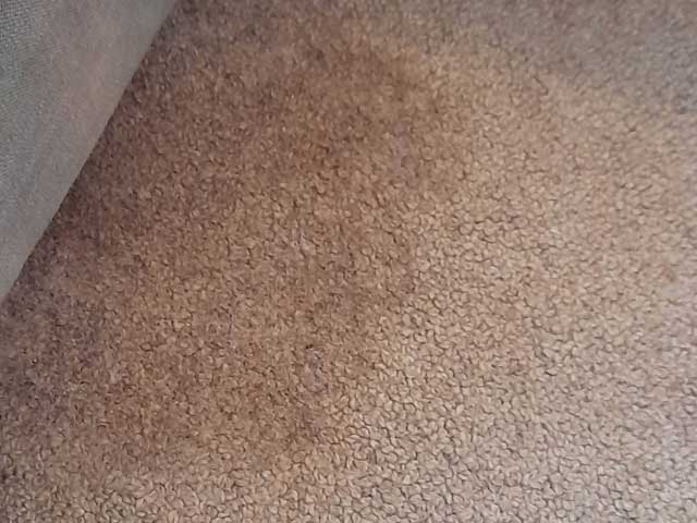 Blood and vomit deposits on a pure wool fibre carpet - Before