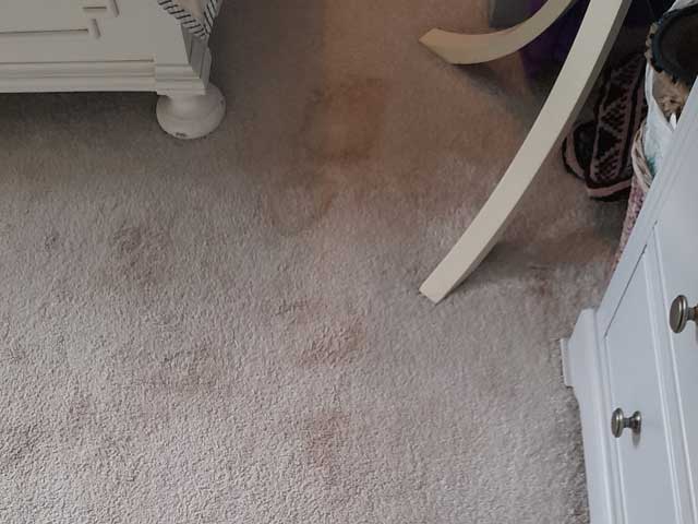 Dog mess and vomit deposits on a mixed fibre carpet - Before