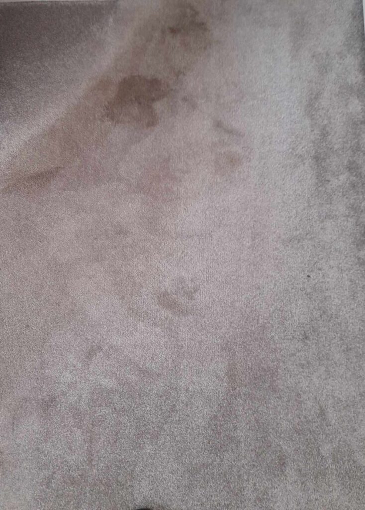 carpet stained by dirty water from a domestic carpet shampooer