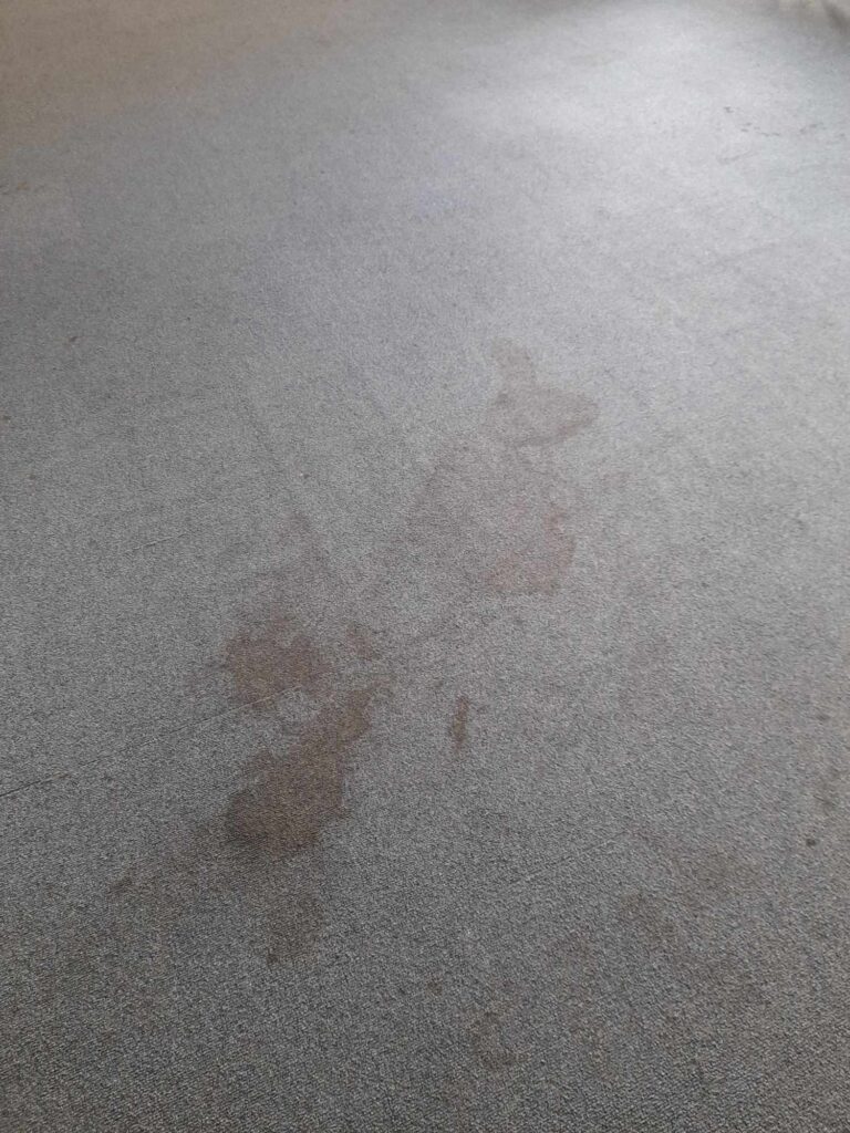 stained carpet before we cleaned